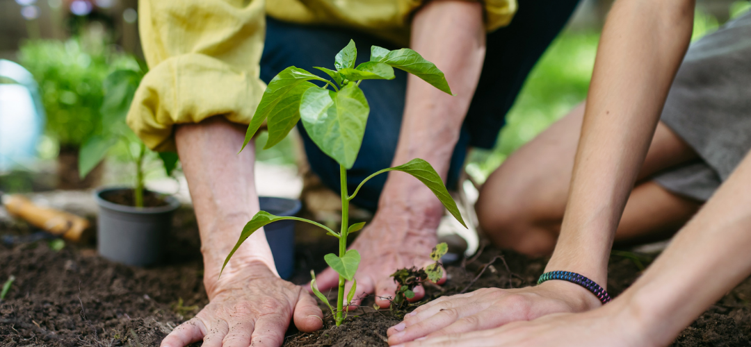 Madrid cultiva el futuro desde las aulas: el VI Encuentro de la Red de Huertos Escolares Sostenibles